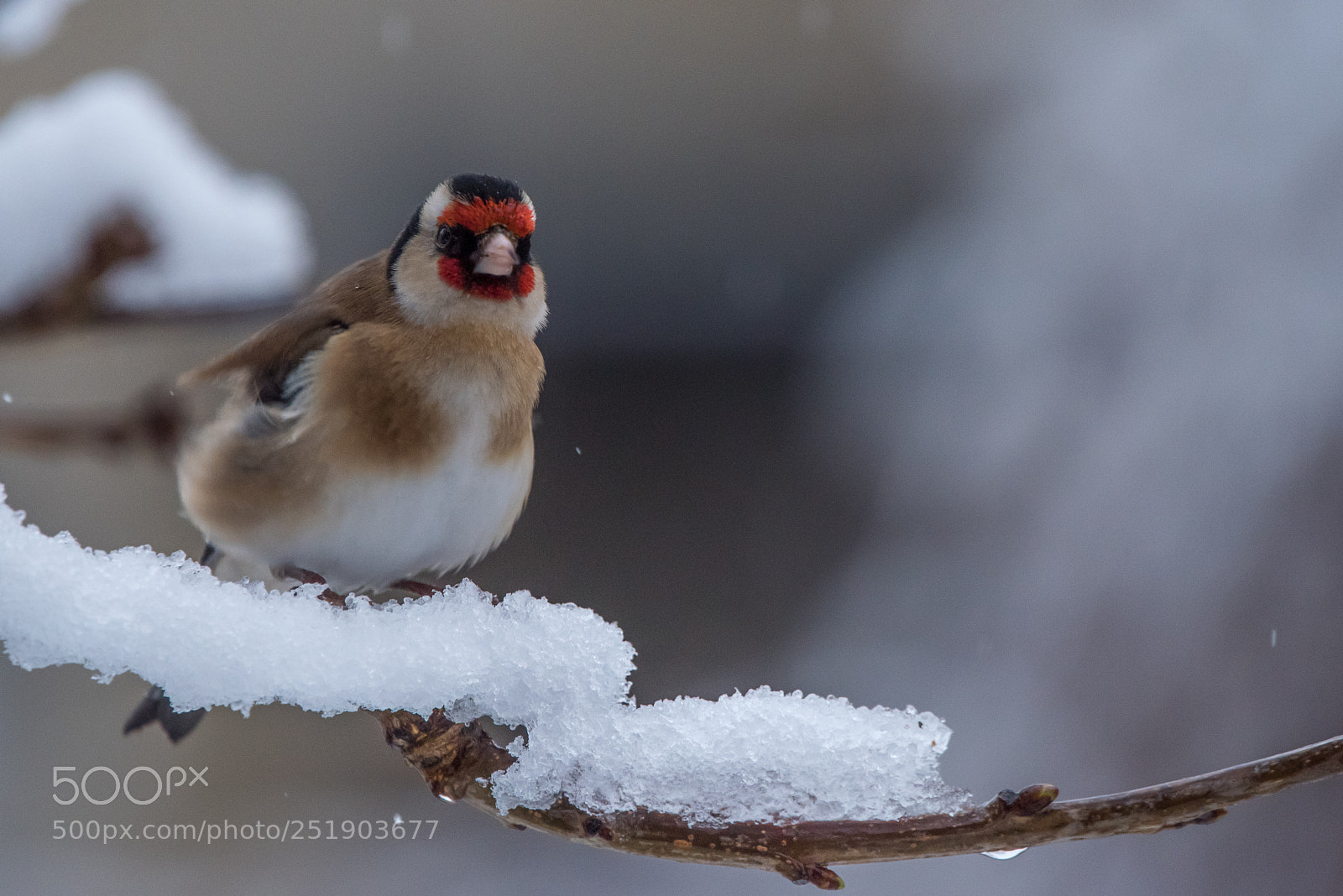 Nikon D810 sample photo. Goldfinch photography