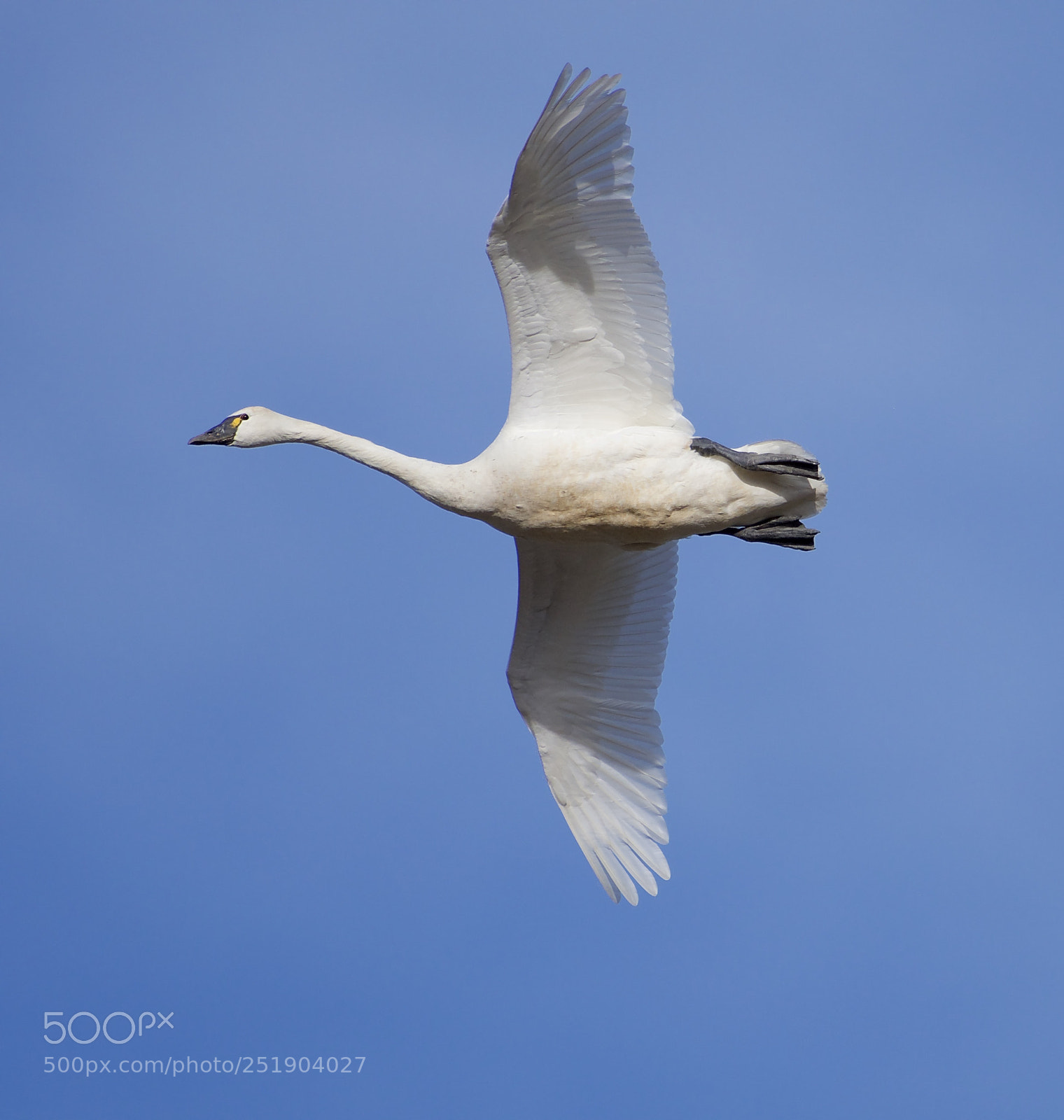 Nikon D500 sample photo. Tundra swan in flight photography