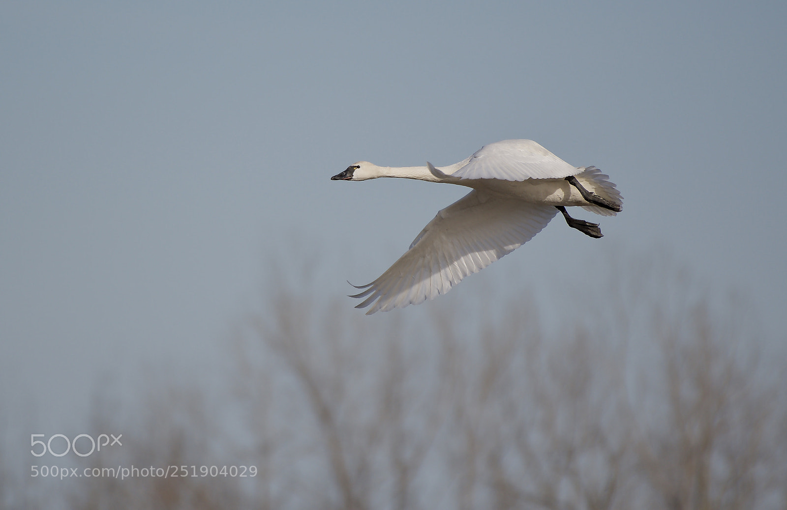 Nikon D500 sample photo. Tundra swan photography