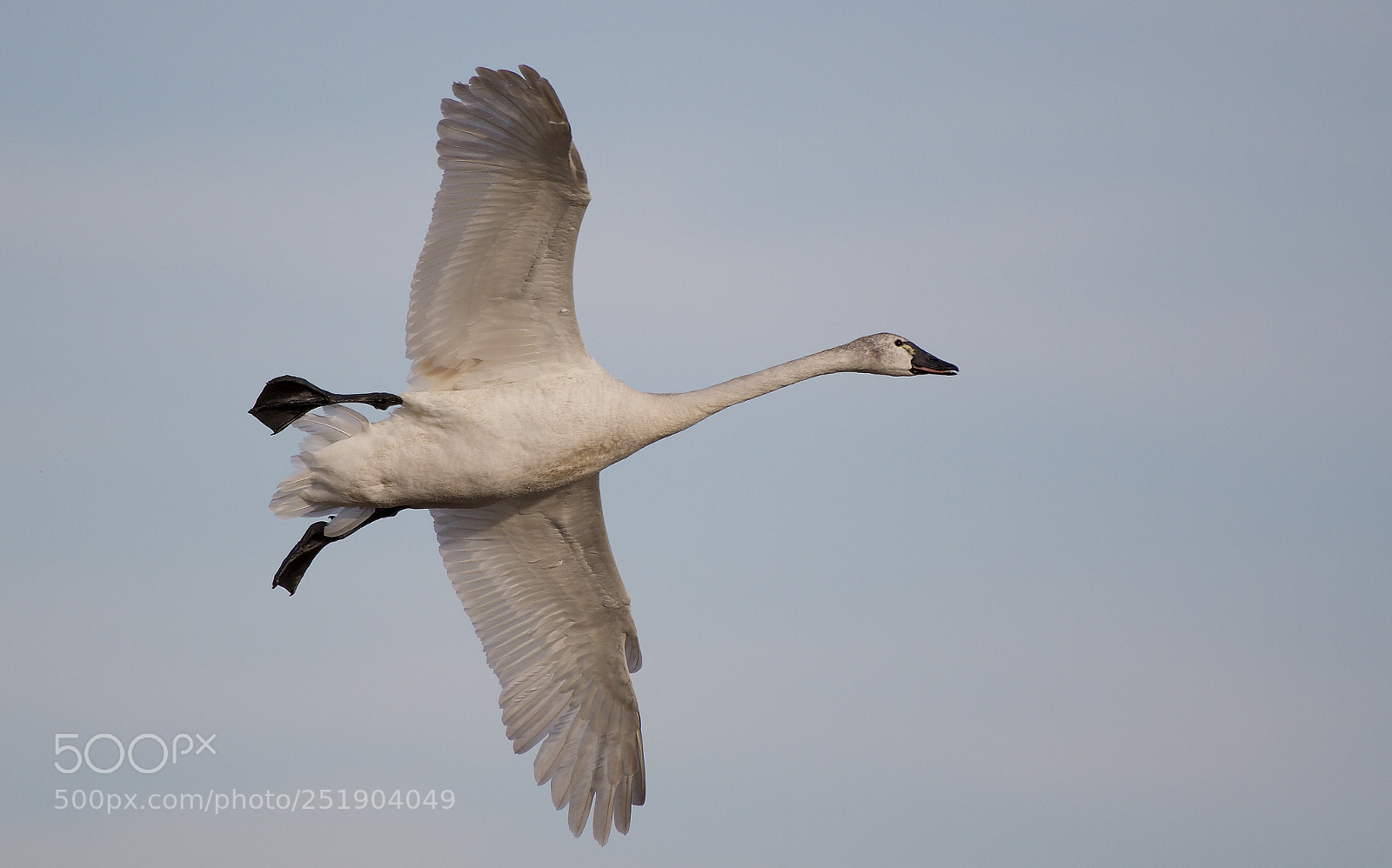 Nikon D500 sample photo. Swan song photography