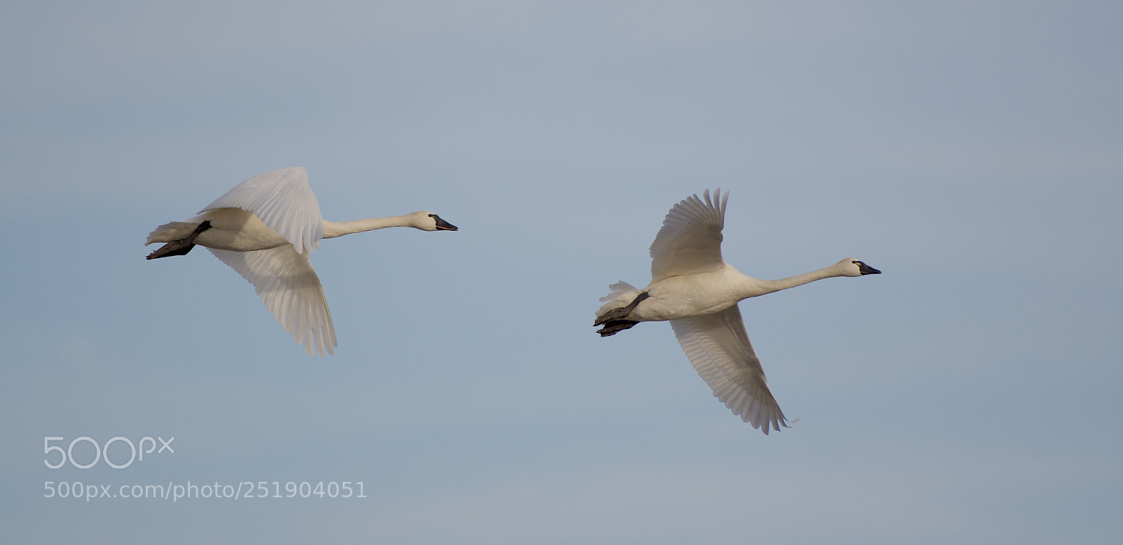 Nikon D500 sample photo. Tundra swan photography