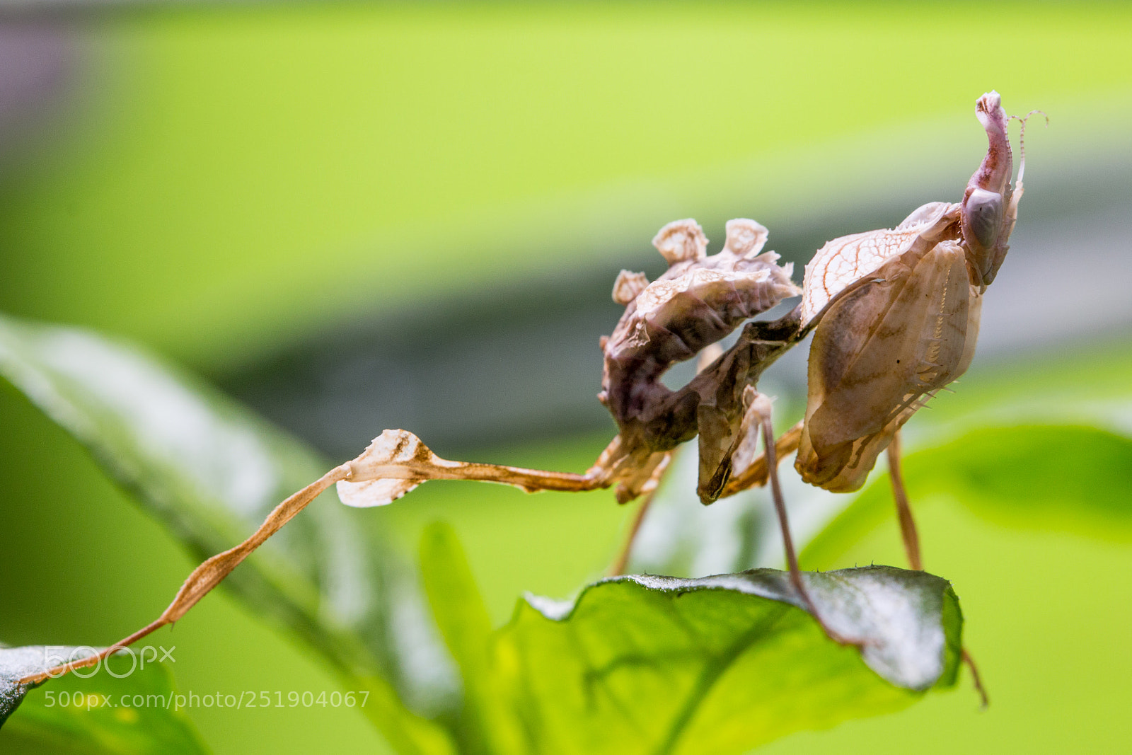 Canon EOS 70D sample photo. Praying mantis l3 photography