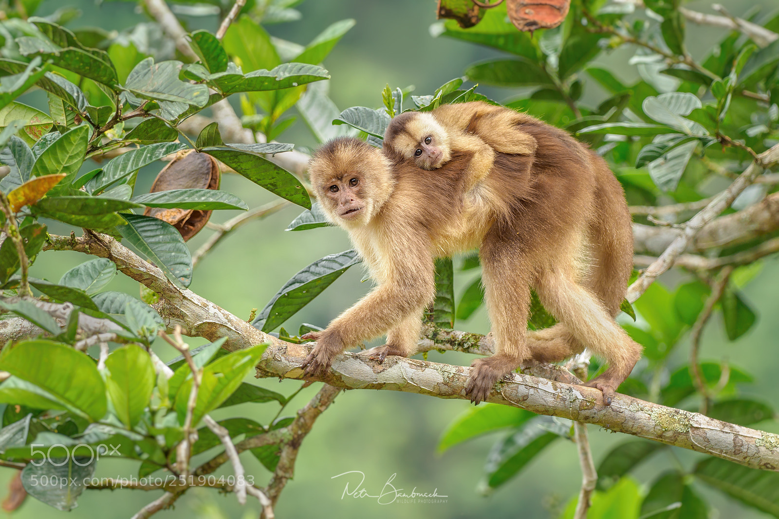 Olympus OM-D E-M1 Mark II sample photo. Capuchin monkey | ecuador photography