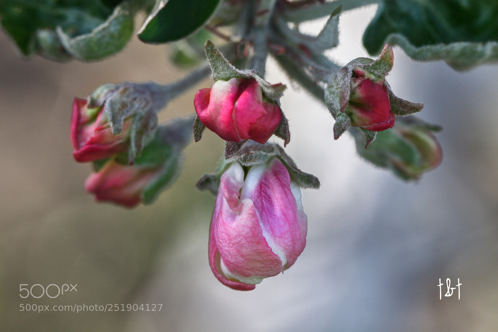 Canon EOS 7D sample photo. Untitled photography