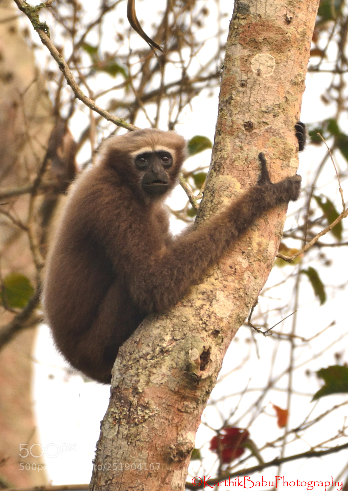 Nikon D7100 sample photo. Hoolock gibbon photography