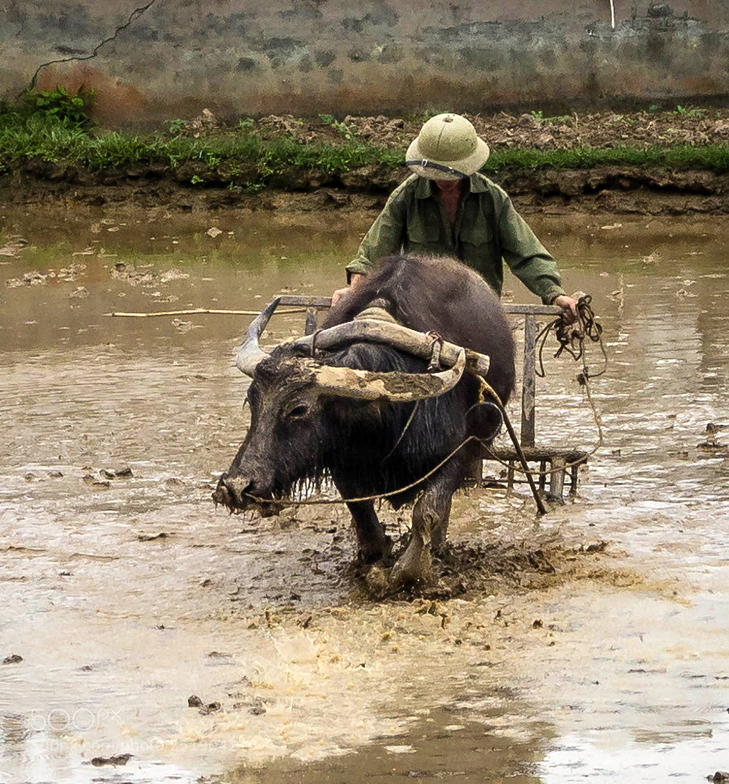 Olympus OM-D E-M5 sample photo. Ploughing the paddy photography