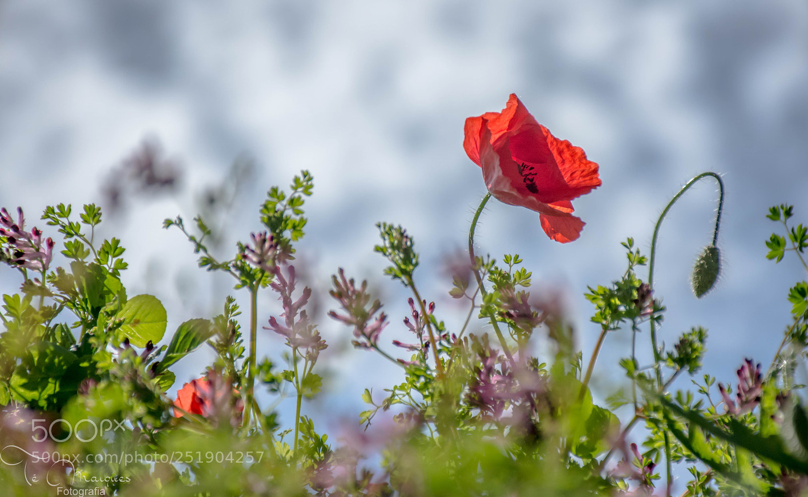 Nikon D7200 sample photo. Springtime photography