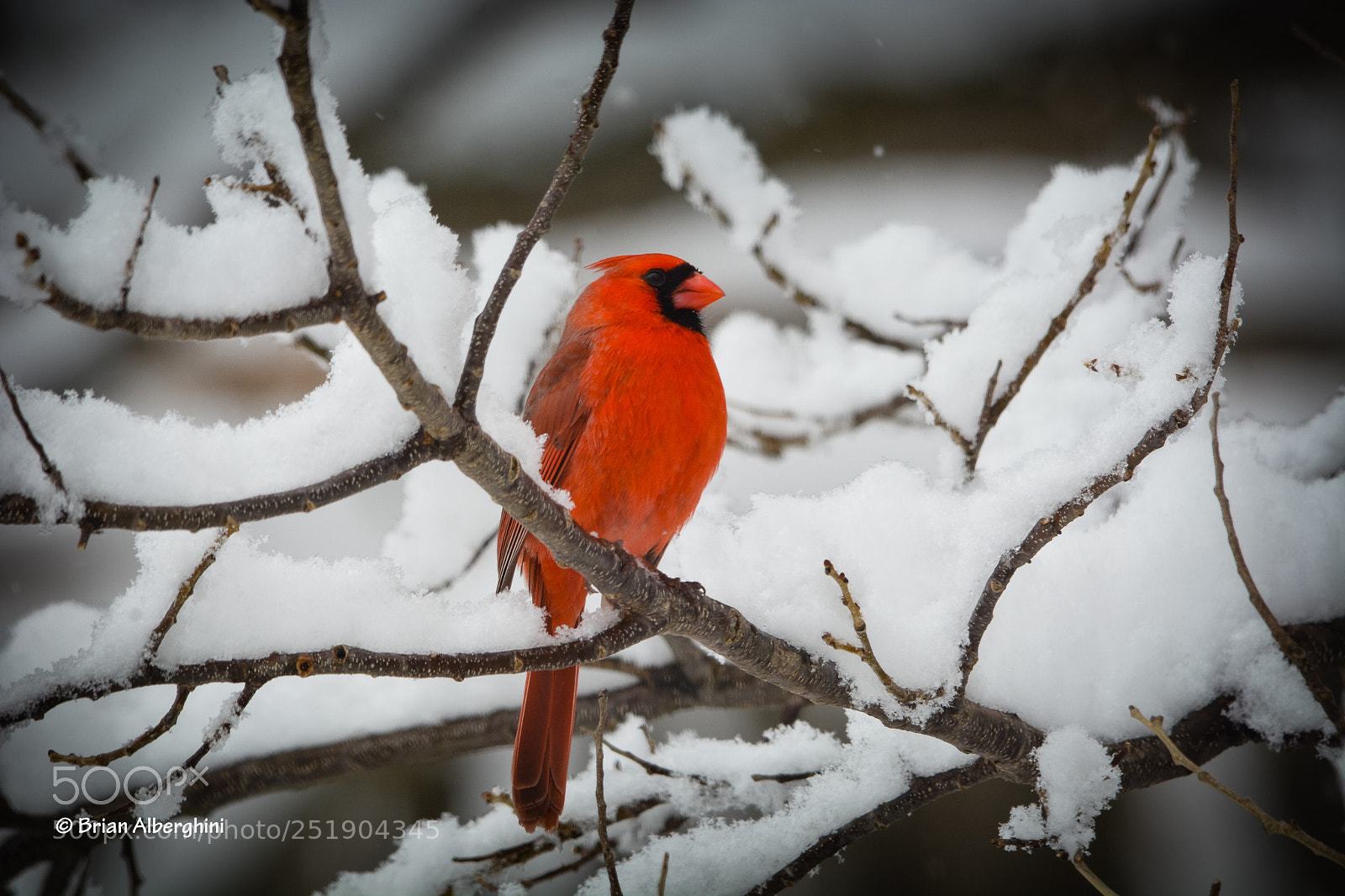 Nikon D7100 sample photo. April cardinal photography