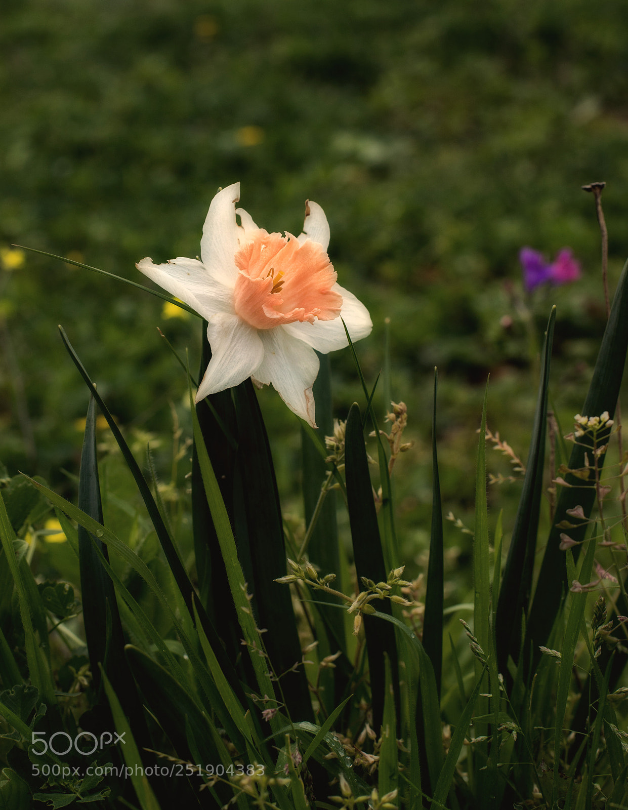Canon EOS 6D Mark II sample photo. Narciso photography