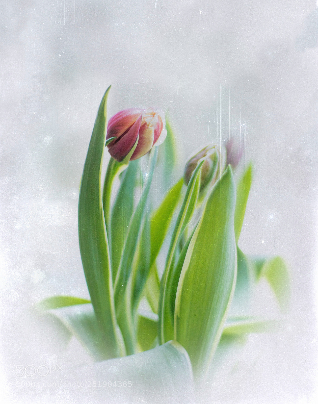 Canon EOS 6D Mark II sample photo. In a lightbox photography