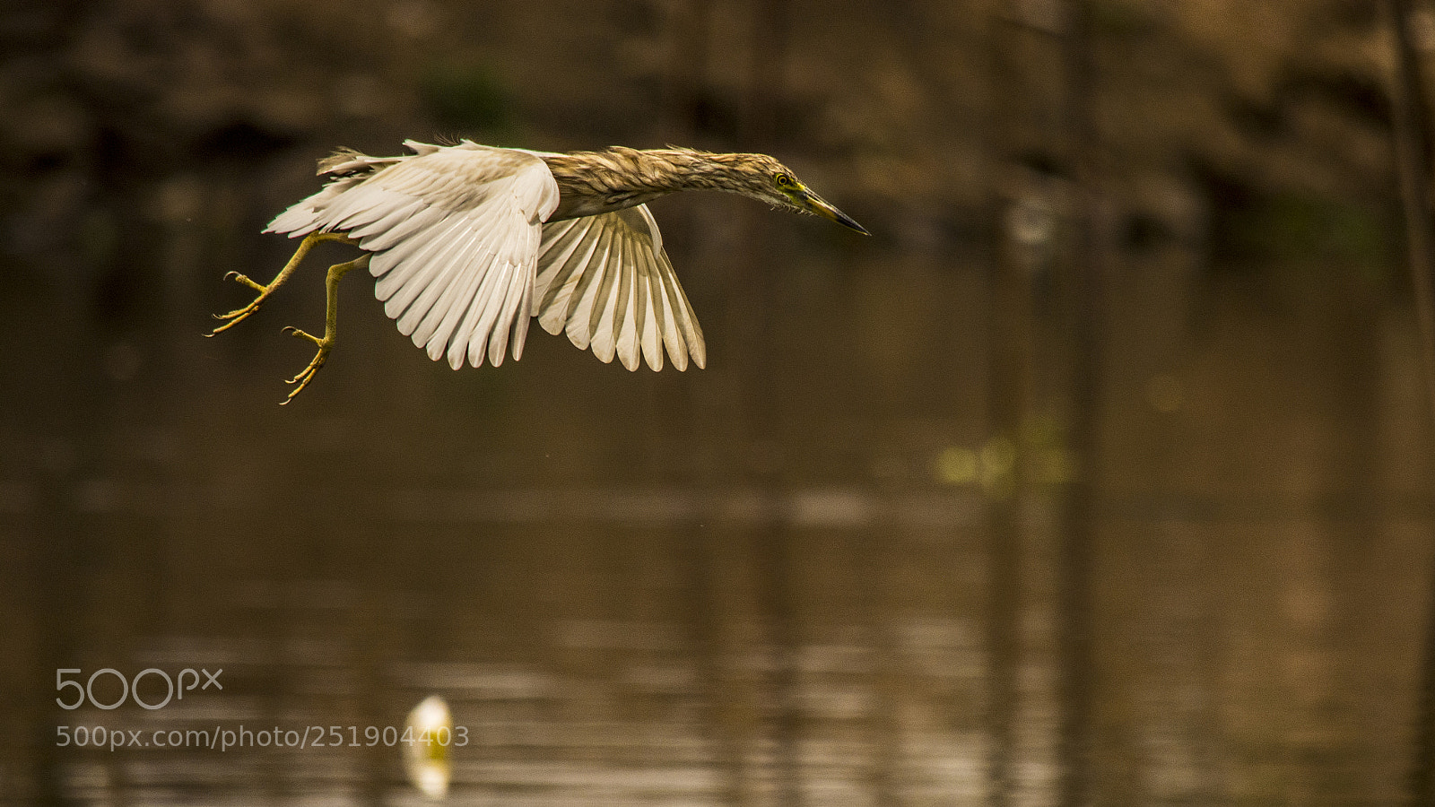 Nikon D5200 sample photo. Egret photography