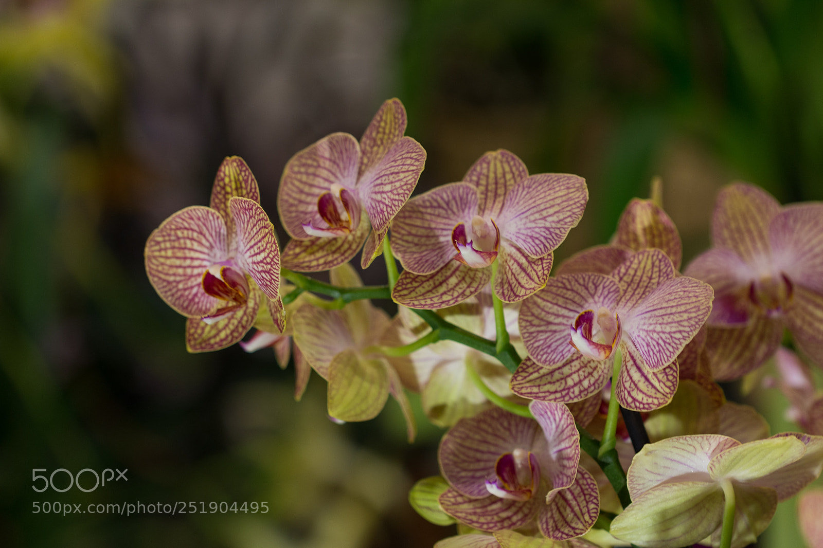 Canon EOS 70D sample photo. Flowers photography