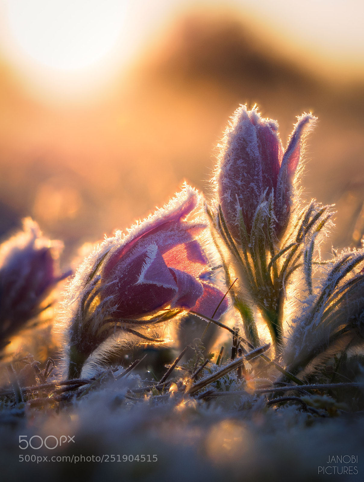 Olympus OM-D E-M5 II sample photo. ~ winter's last breath ~ photography