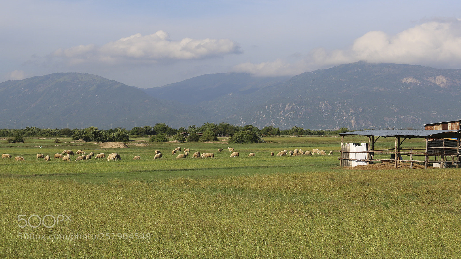Canon EOS 70D sample photo. Herd of sheep on photography