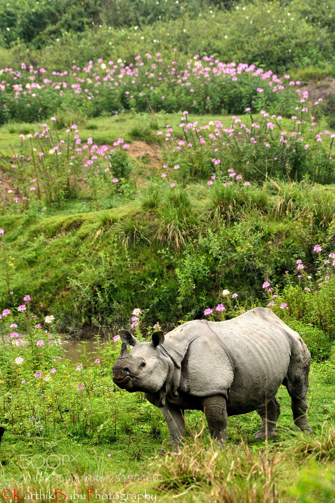 Nikon D7100 sample photo. One horn rhino photography