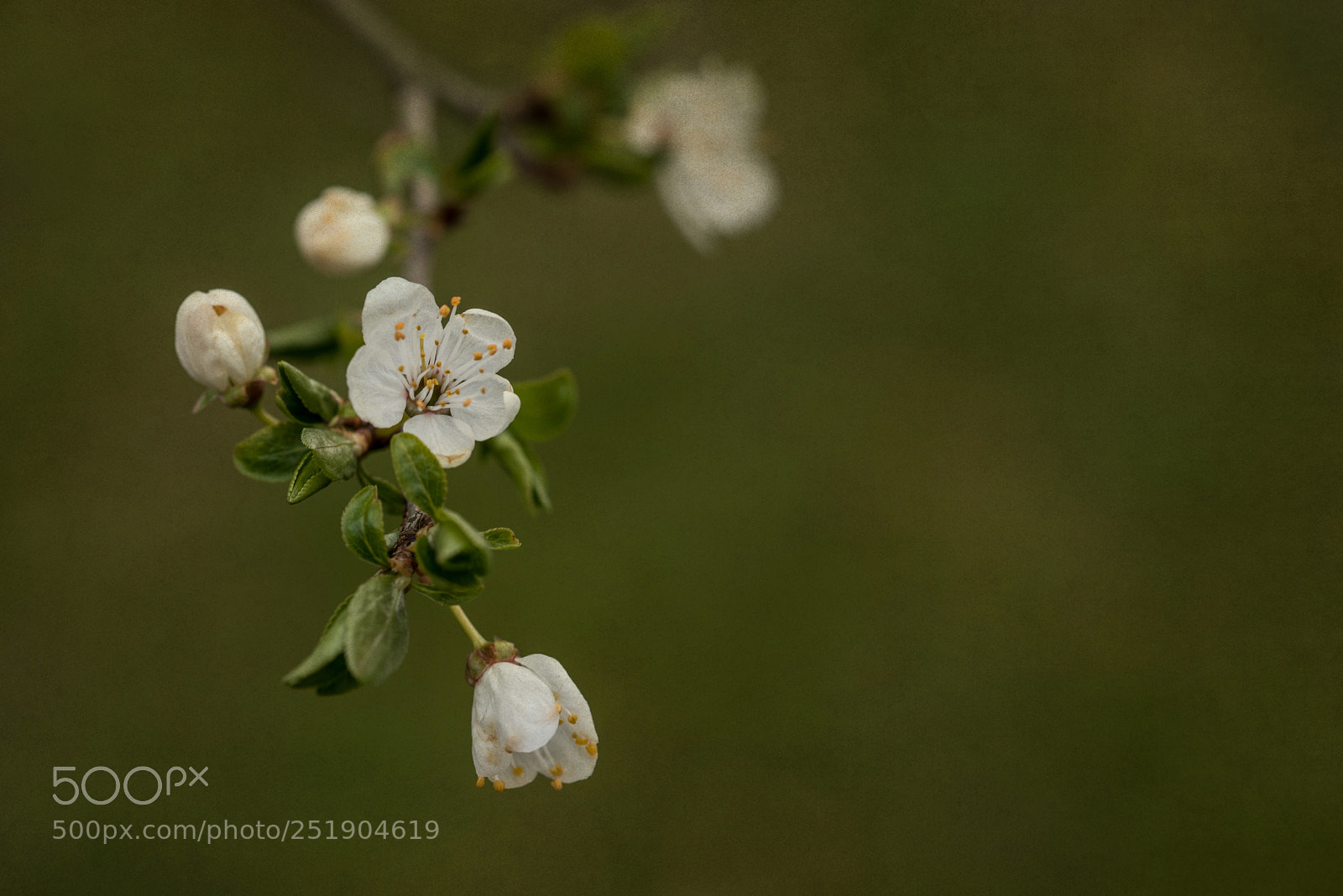 Nikon D810 sample photo. Blossom photography