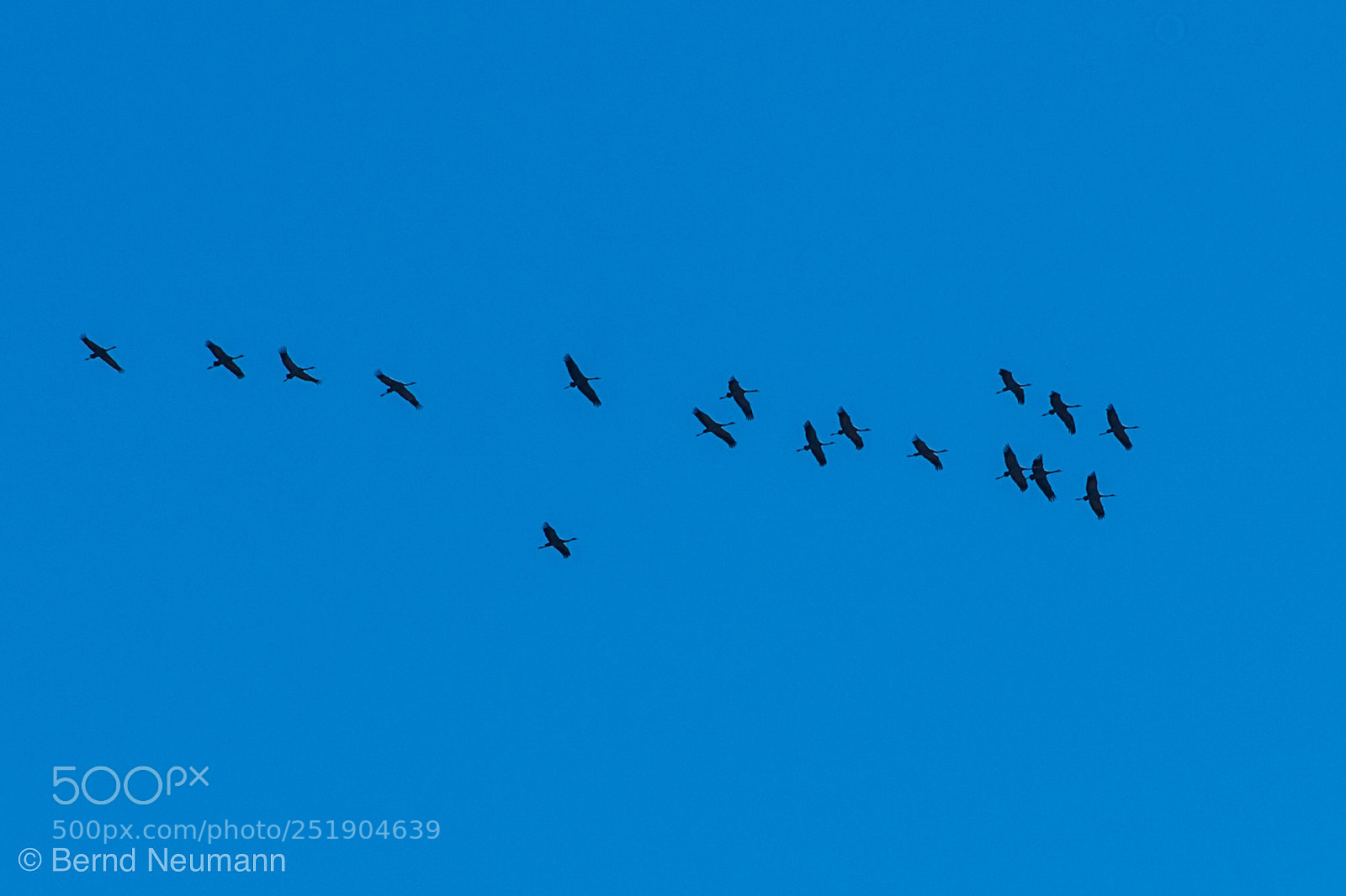 Nikon D7500 sample photo. Fly photography