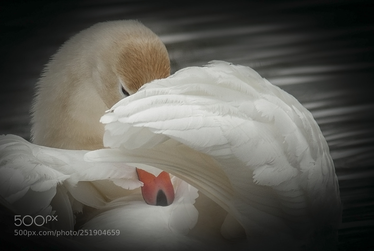 Canon EOS 50D sample photo. Beautiful swan photography