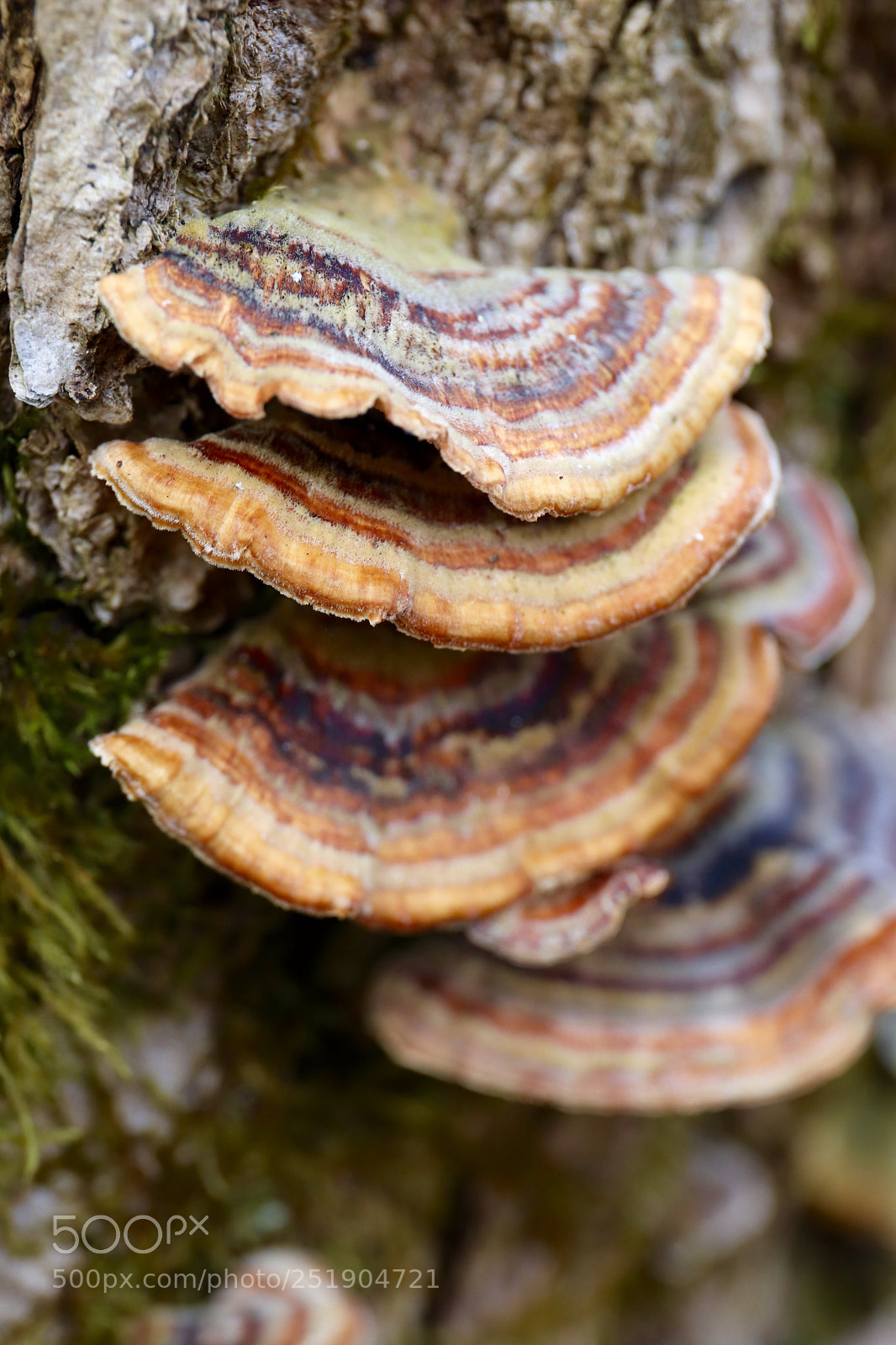 Canon EOS 77D (EOS 9000D / EOS 770D) sample photo. Oister mushroom photography
