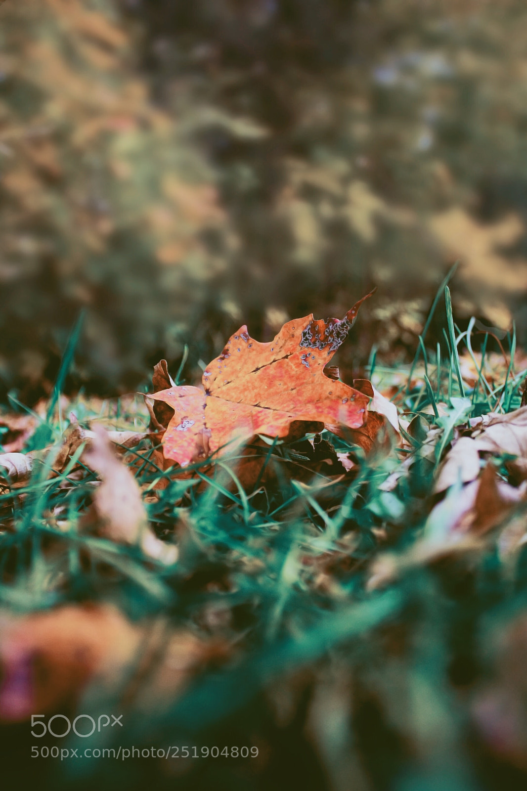 Canon EOS 60D sample photo. Autumn a season full photography