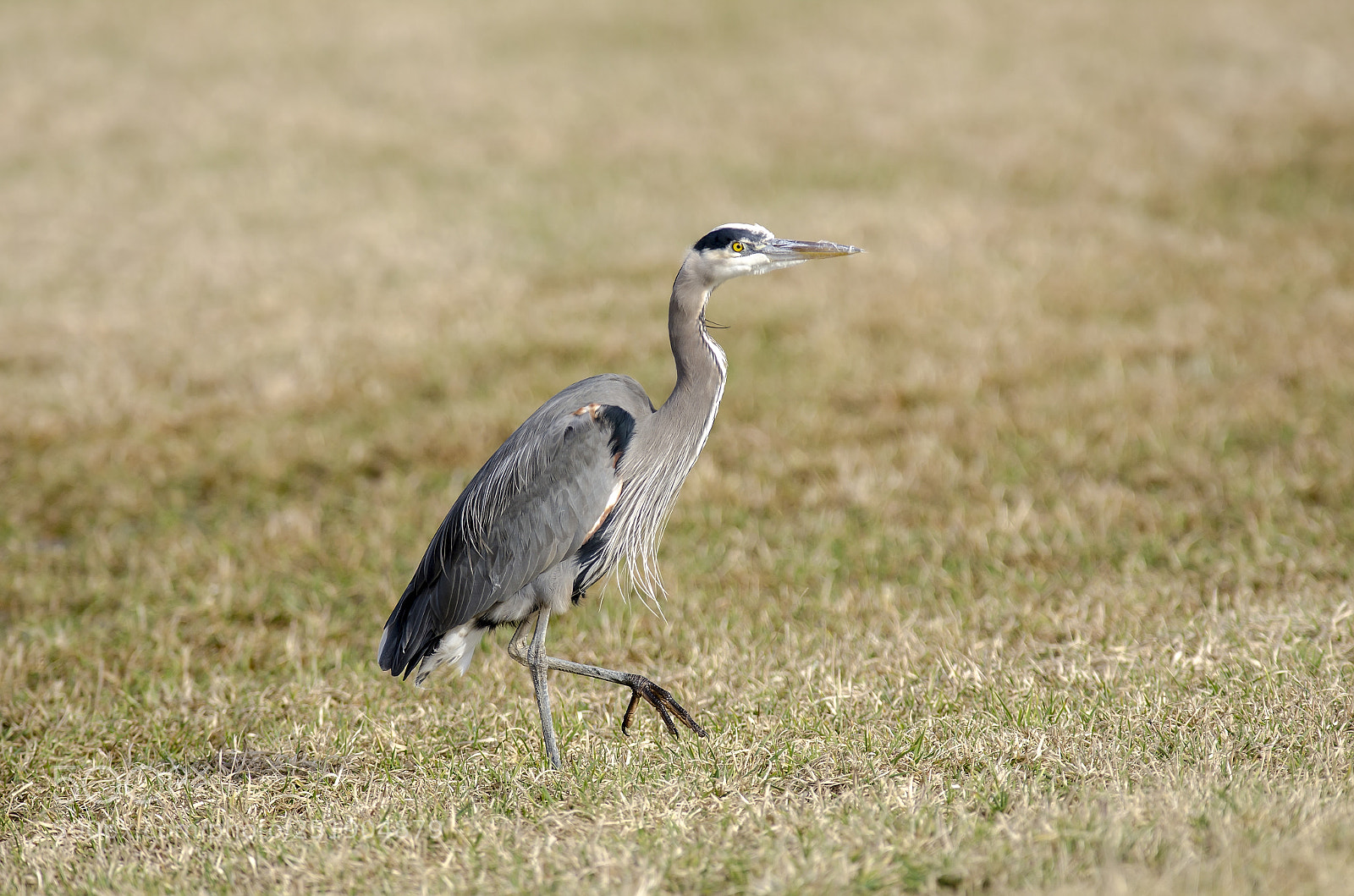 Nikon D7000 sample photo. Great blue heron hunting photography