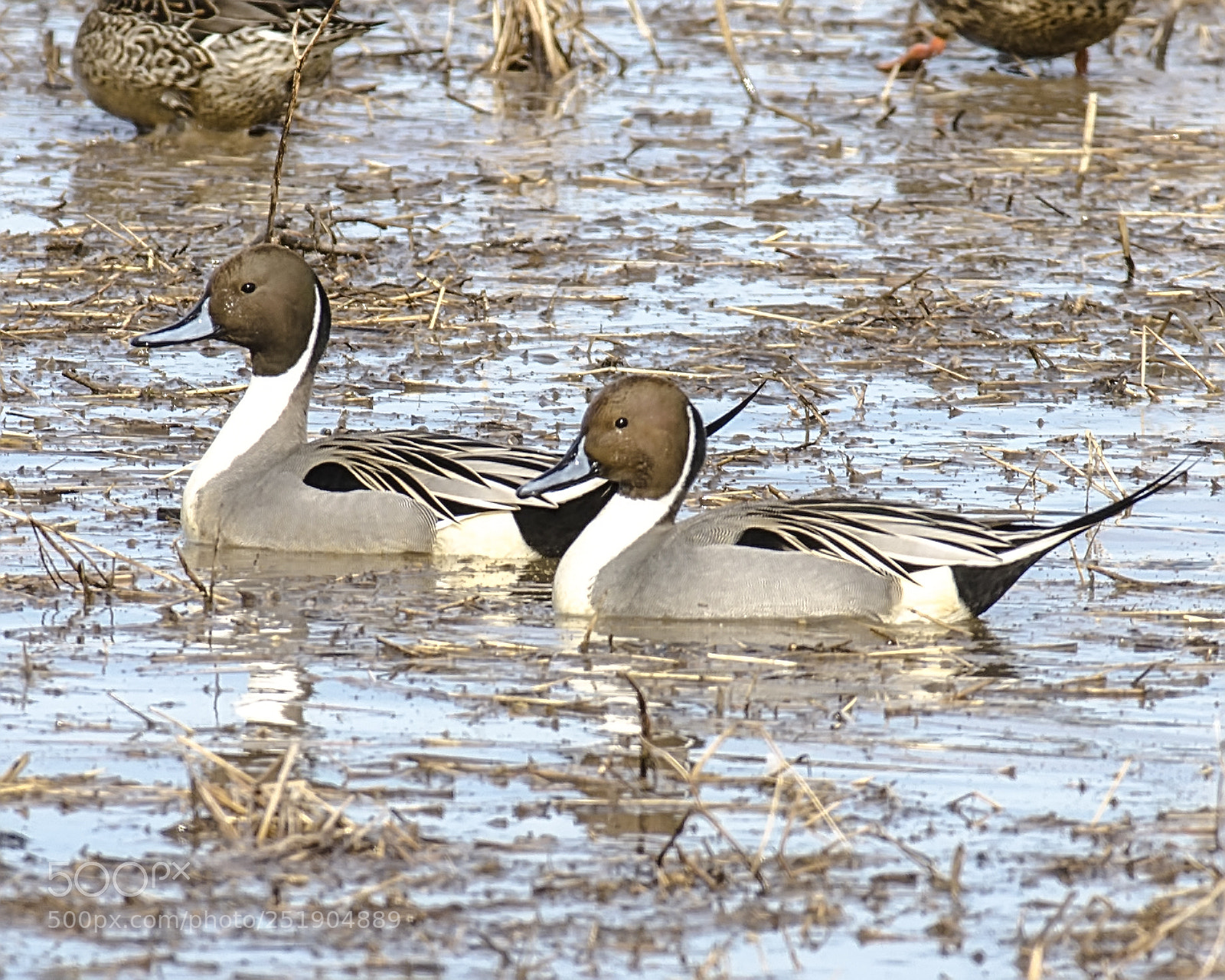 Nikon D7000 sample photo. Pintail ducks photography