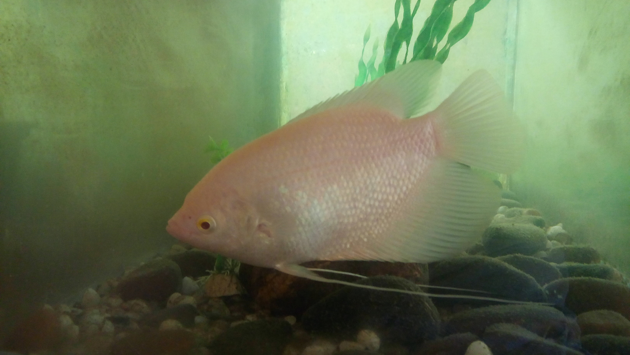 LG VOLT sample photo. Giant gourami photography