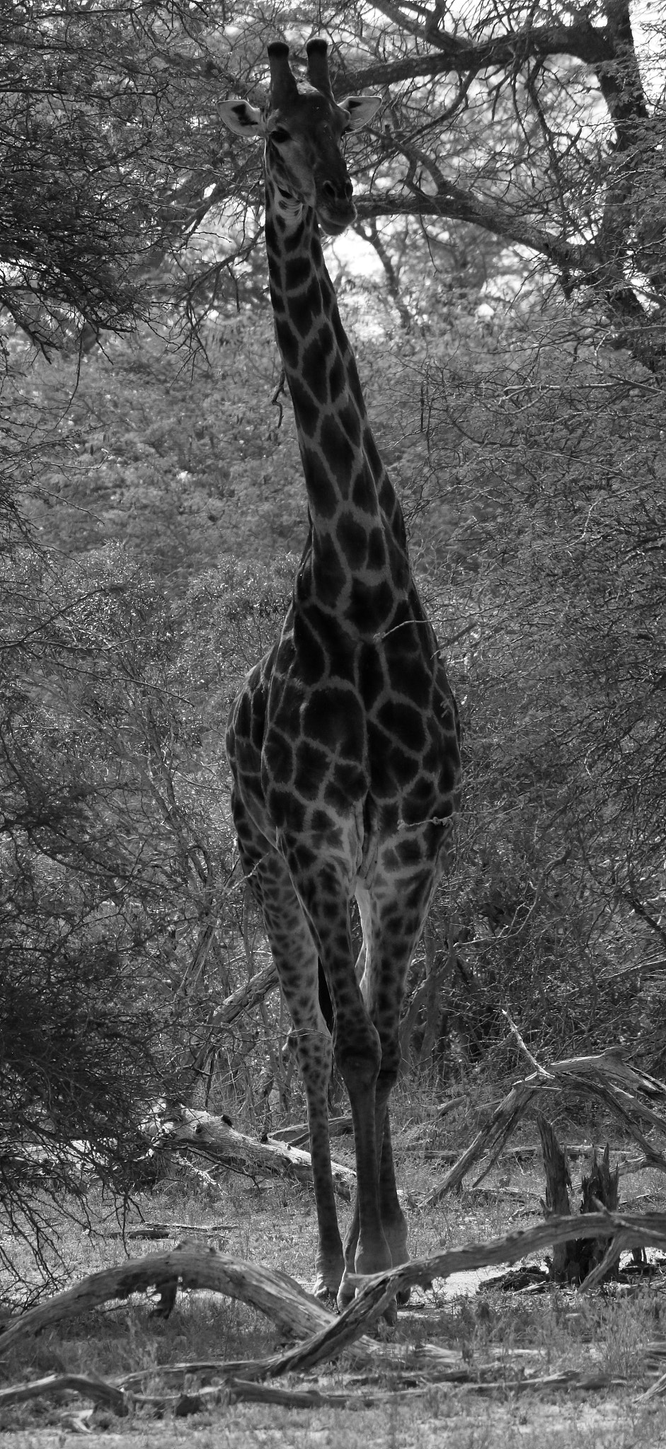 Canon EOS 650D (EOS Rebel T4i / EOS Kiss X6i) sample photo. Giraffe photography
