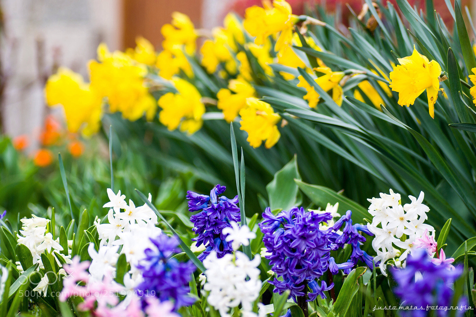 Nikon D3100 sample photo. Colores de la primavera photography