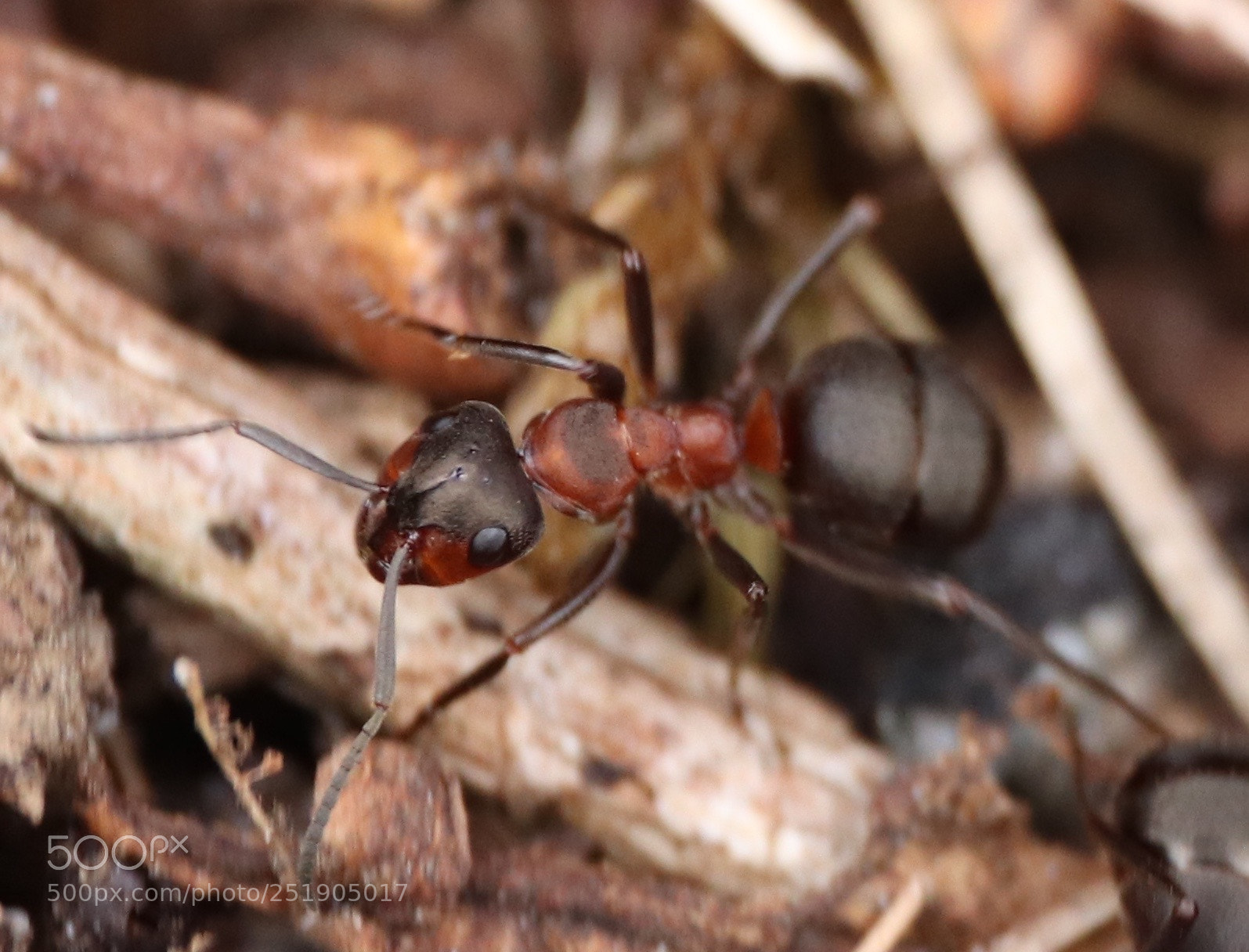 Canon EOS 77D (EOS 9000D / EOS 770D) sample photo. Busy ant photography