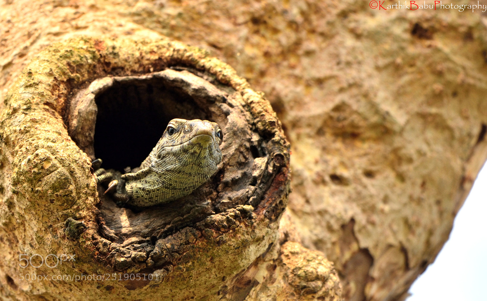 Nikon D7100 sample photo. Monitor lizard photography