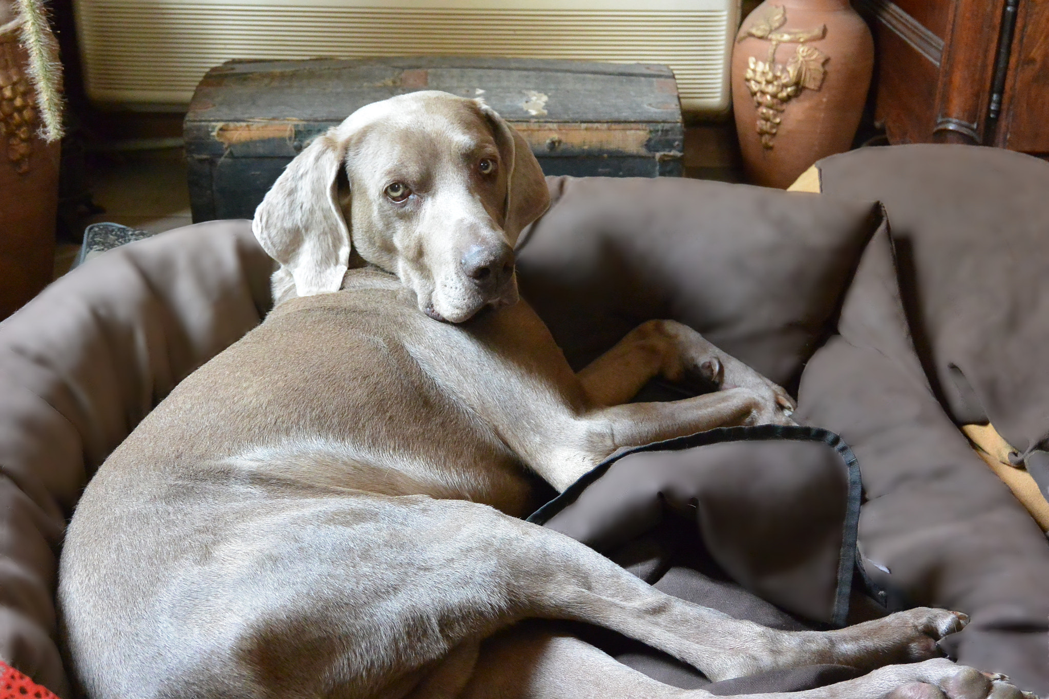 Nikon 1 AW1 sample photo. Ubix - weimaraner photography