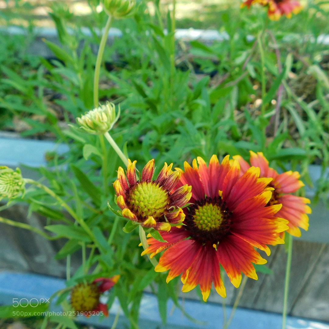 Nikon Coolpix B500 sample photo. Bright flower photography