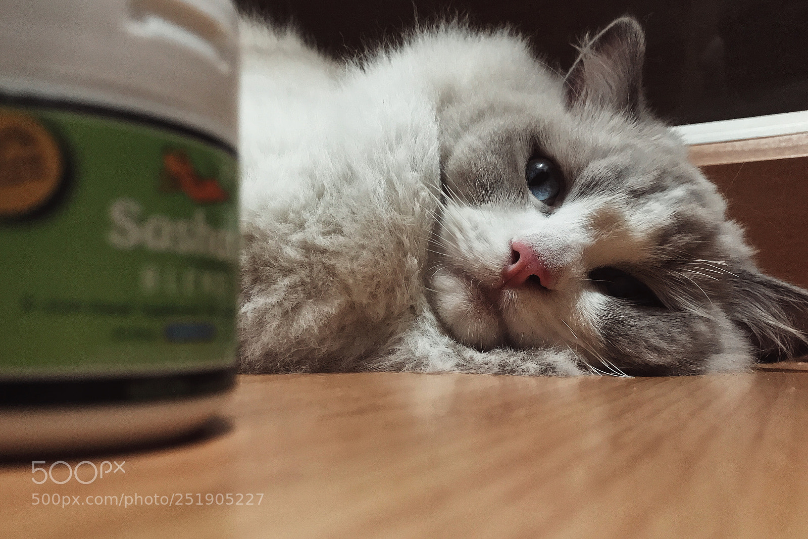 Apple iPhone 7 Plus sample photo. Untitled photography