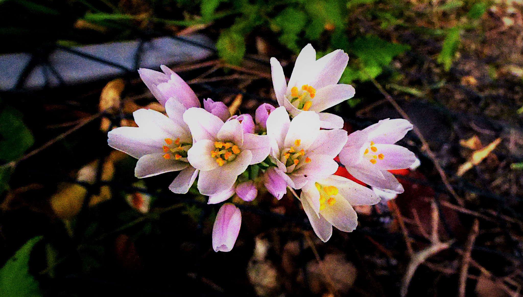 Panasonic Lumix DMC-ZS15 (Lumix DMC-TZ25) sample photo. Fiori photography