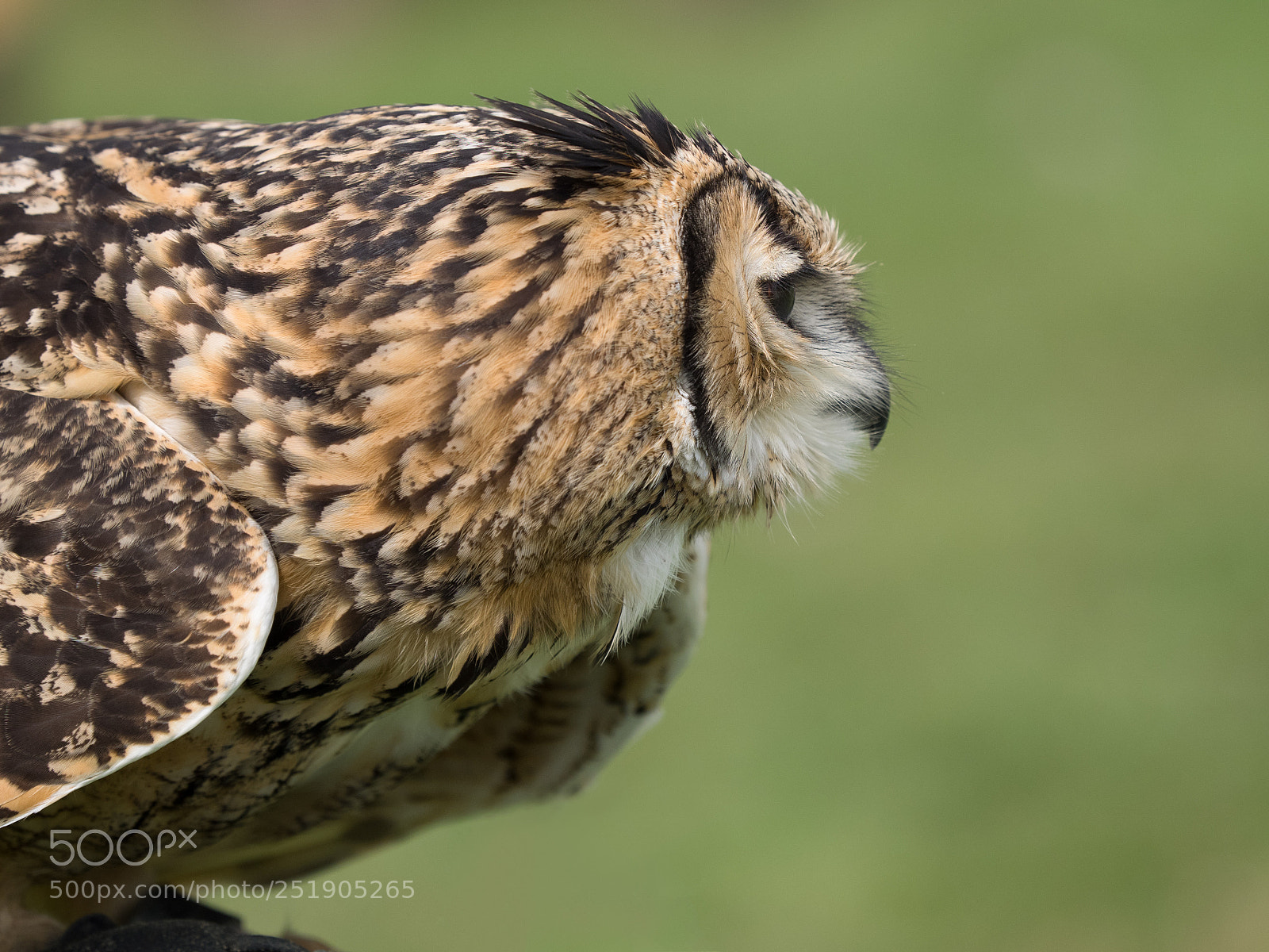 Olympus OM-D E-M1 sample photo. Bubo bubo... photography