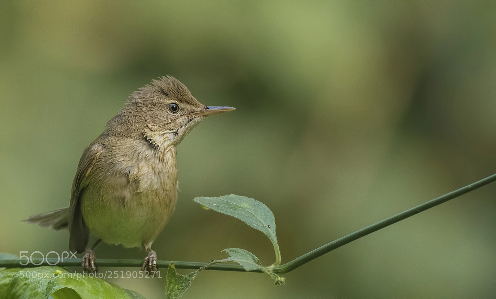 Nikon D500 sample photo. Blyth's reed warbler photography