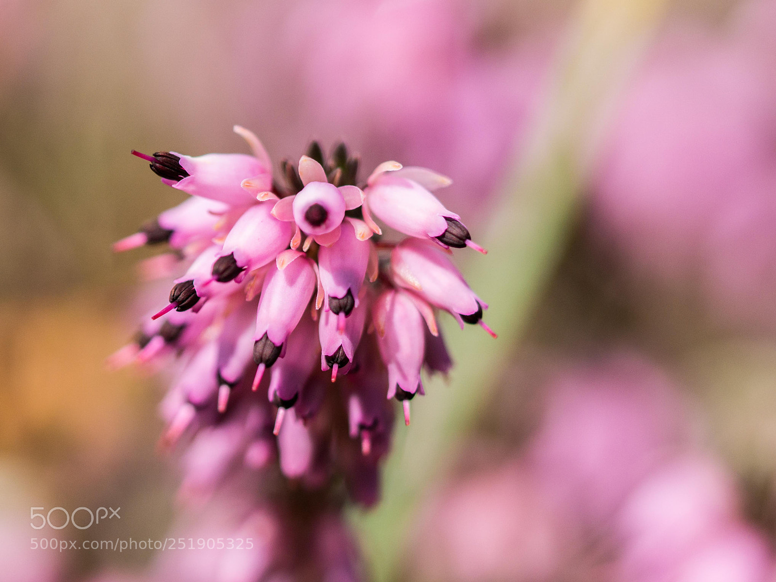 Sony a6000 sample photo. Kleine farbenpracht photography