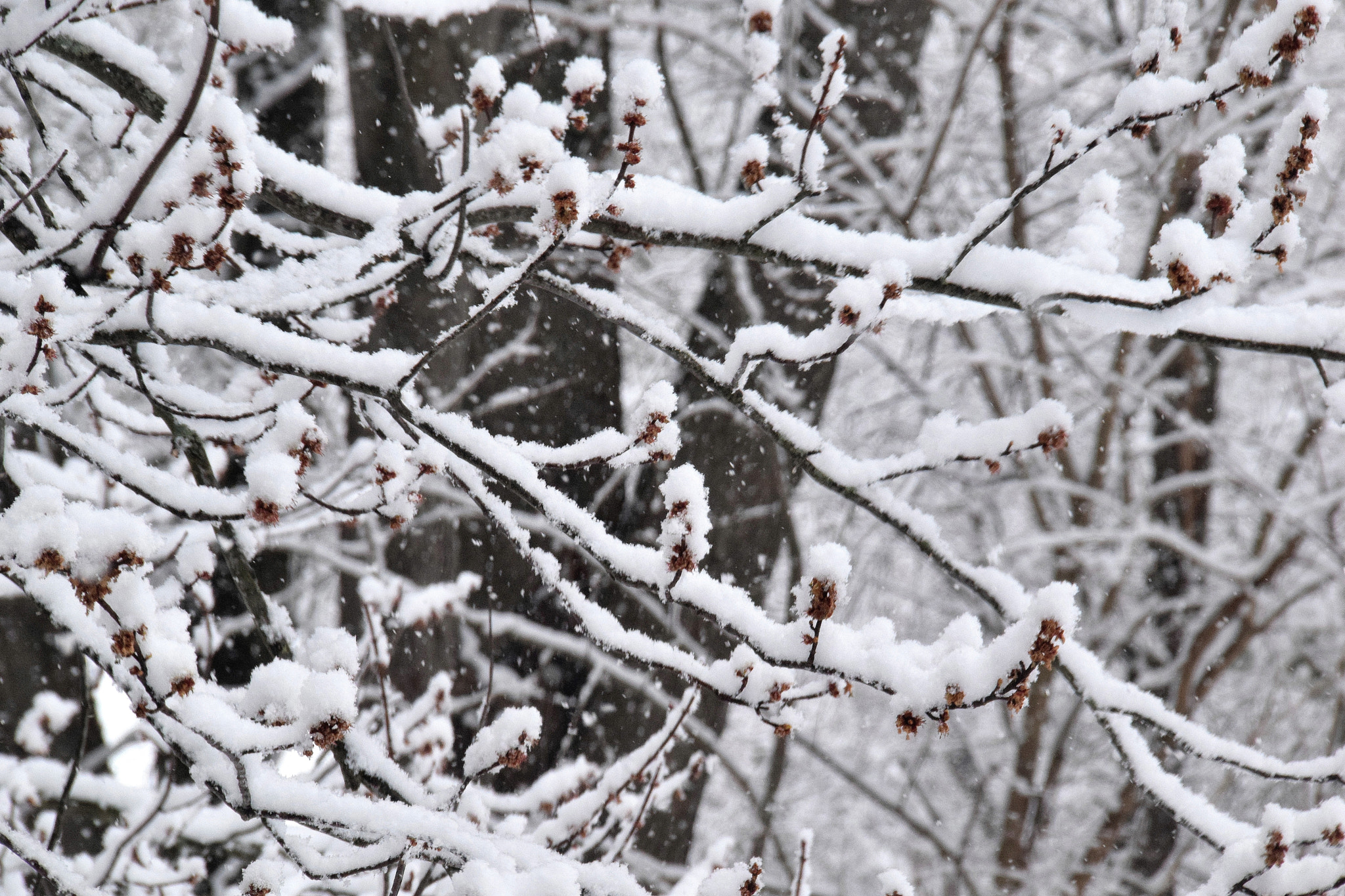 Sigma 18-250mm F3.5-6.3 DC Macro OS HSM sample photo. Spring snow photography