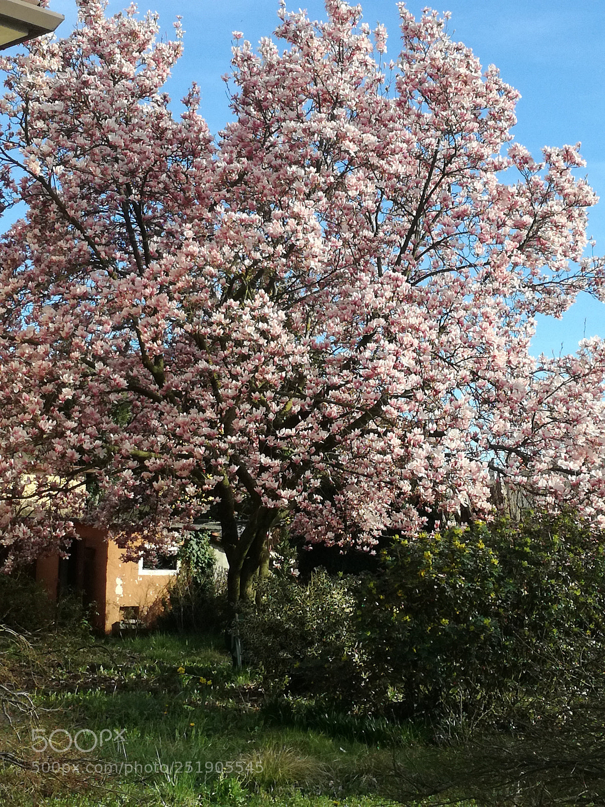 HUAWEI P9 LITE sample photo. Nuvola rosa di magnolia photography