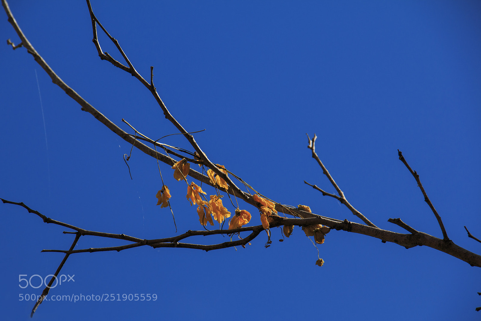 Canon EOS 70D sample photo. Orange leaves on the photography
