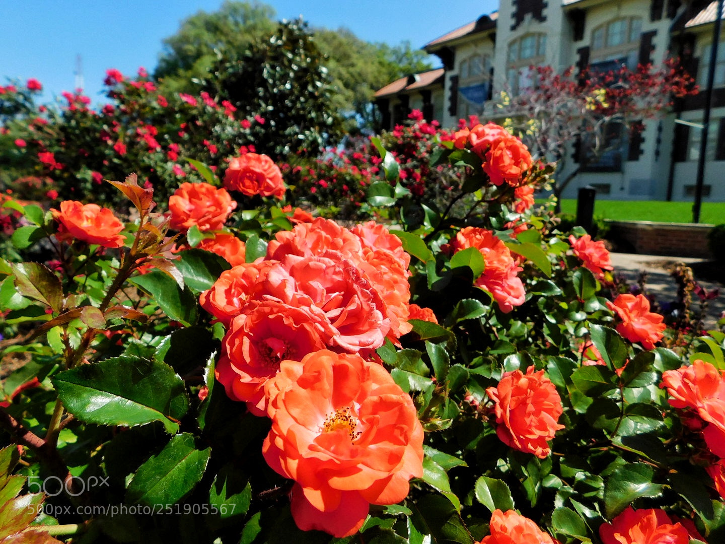 Nikon Coolpix B500 sample photo. City blooms photography