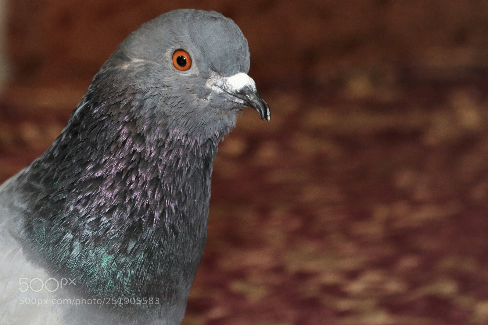 Canon EOS 77D (EOS 9000D / EOS 770D) sample photo. Parpar photography