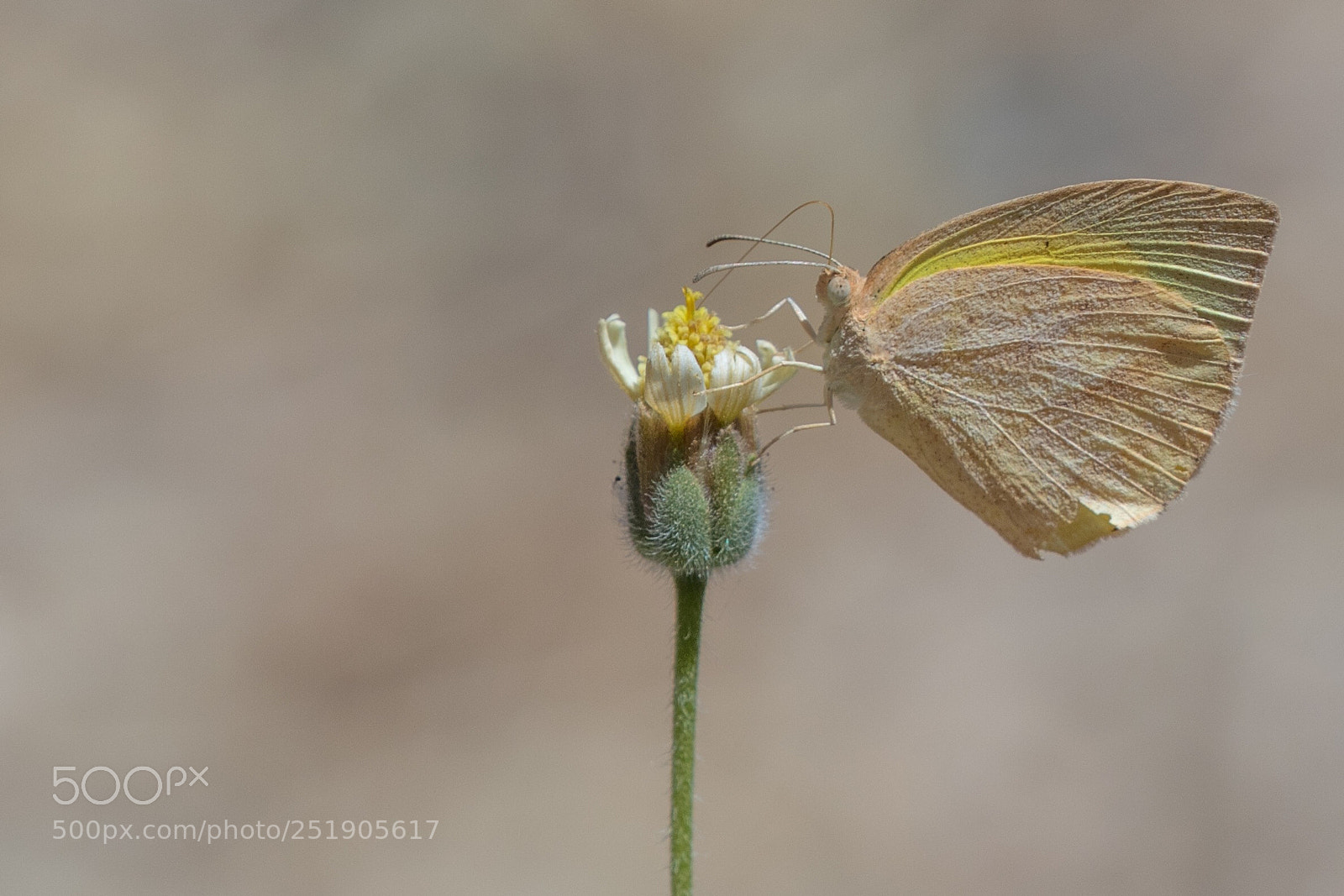 Canon EOS 7D Mark II sample photo. Butterfly somewhere in india. photography