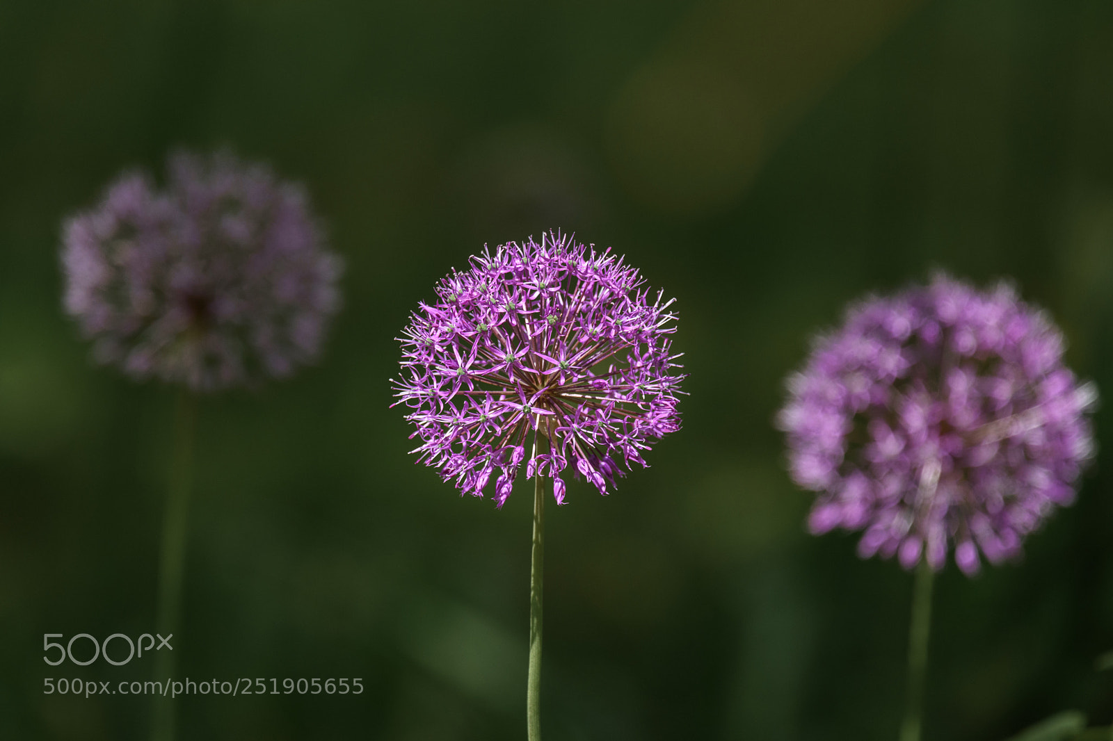 Nikon D7200 sample photo. ***** photography