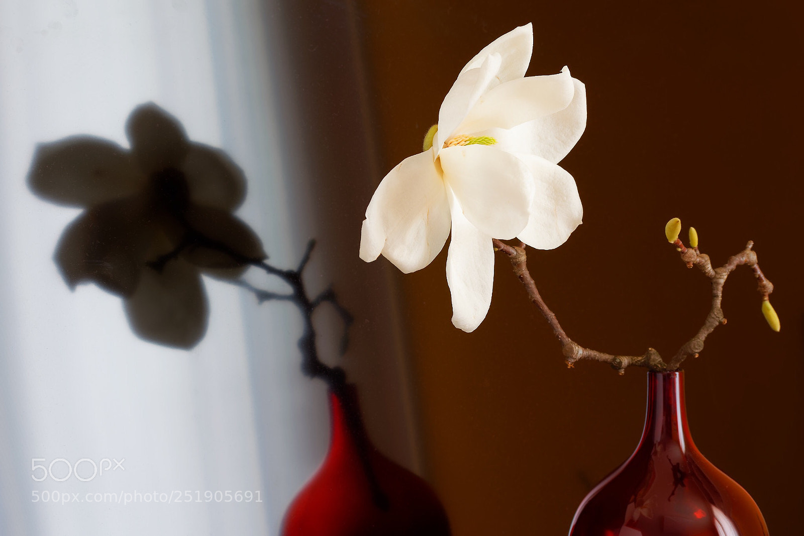 Nikon D3300 sample photo. Magnolia  photography