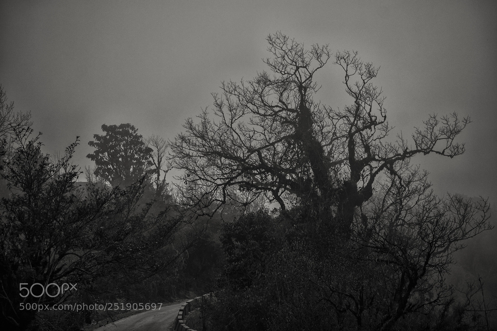 Nikon D3300 sample photo. Skeleton photography