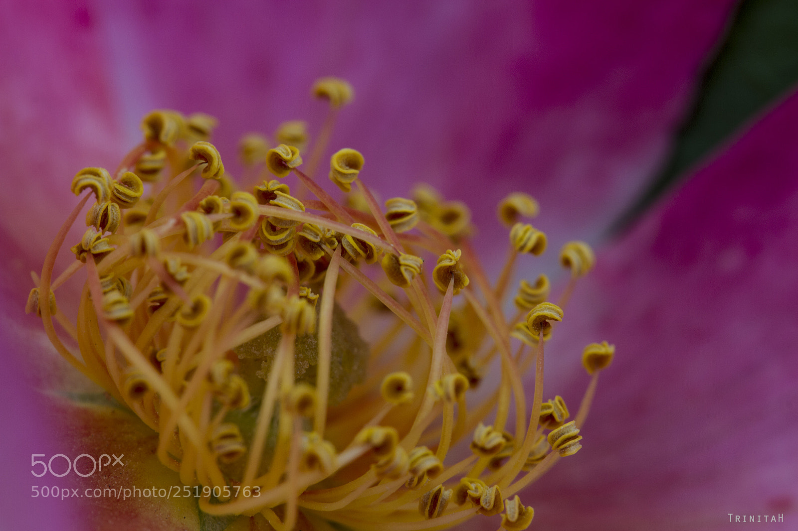 Canon EOS 7D sample photo. Waiting for the bees photography