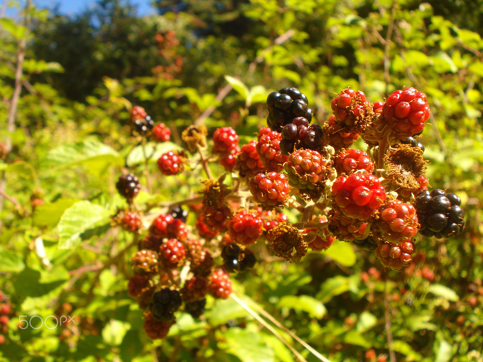 Sony DSC-W55 sample photo. Blackberries photography