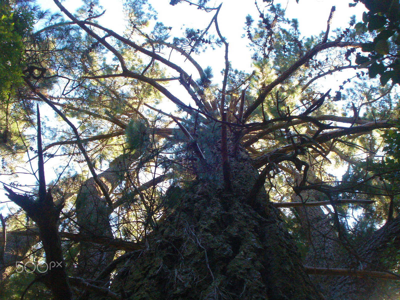 Sony DSC-W55 sample photo. Branches. photography